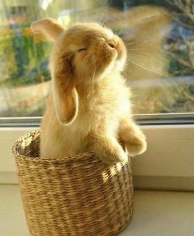 - (Tiere, Haustiere, Wildtiere)