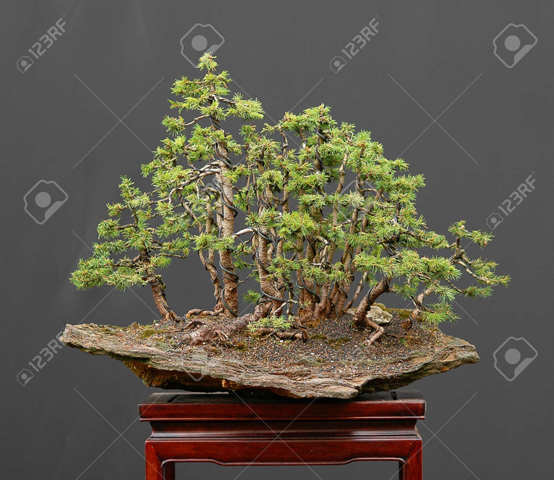 - (Pflanzen, Garten)