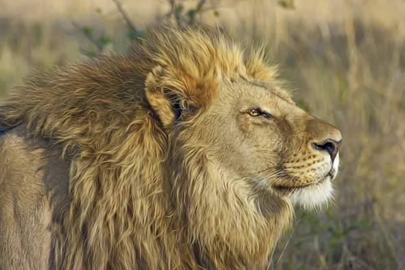 - (Tiere, Haustiere, Wildtiere)