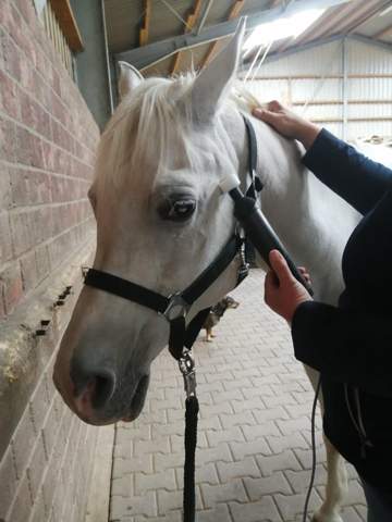 - (Mädchen, Frauen, Reiten)