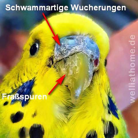 - (Tierarzt, Wellensittich, Sittiche)