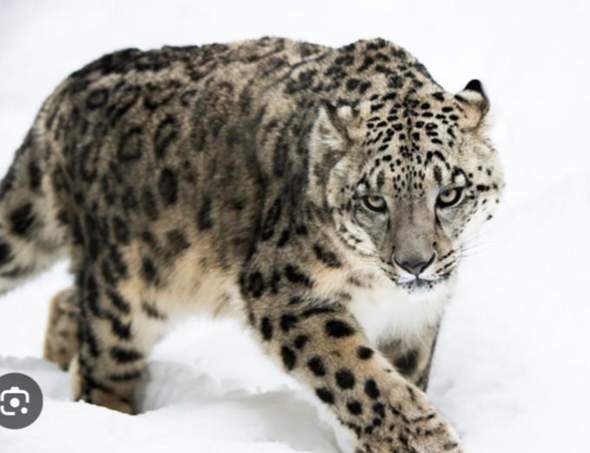 - (Tiere, Wildtiere, Lieblingstier)