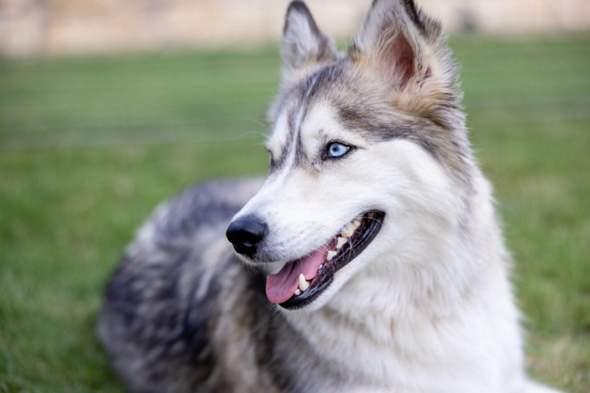 - (Hund, Rasse, Hunderasse)