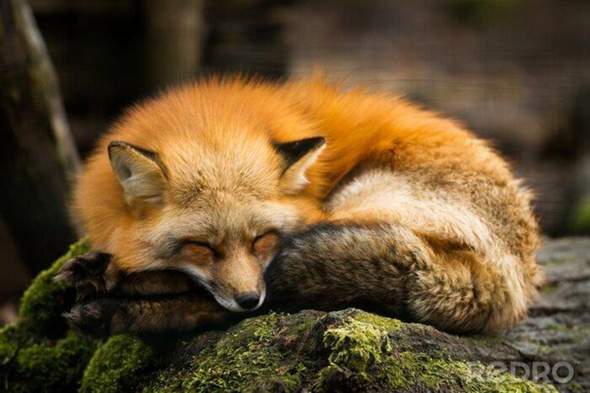 - (Tiere, Wildtiere, Lieblingstier)