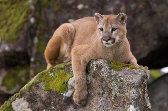 - (Tiere, Wildtiere, Lieblingstier)