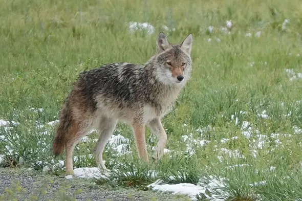 - (Tiere, Wildtiere, Lieblingstier)