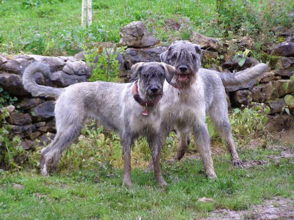 - (Hund, Rasse, Hunderasse)