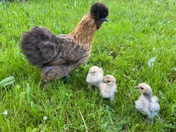 - (Huhn, Hühnerhaltung)
