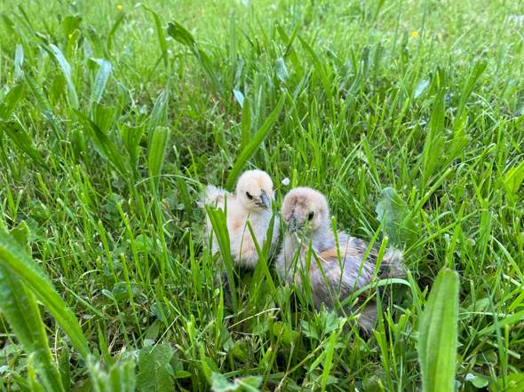 - (Huhn, Hühnerhaltung)