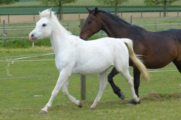 - (Pferd, Reiten, Pony)