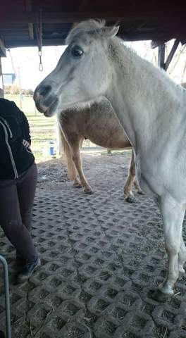 - (Pferd, Reiten, Pony)