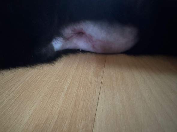 - (Katze, Operation, Entzündung)
