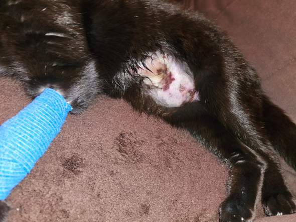 - (Katze, Operation, Entzündung)