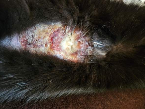 - (Katze, Operation, Entzündung)