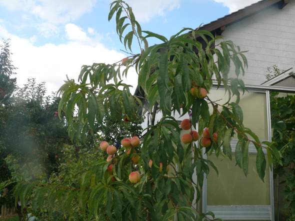 - (Obst, Früchte)