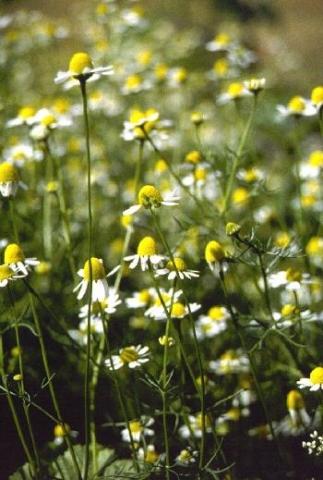 - (Medizin, Haut, Medikamente)