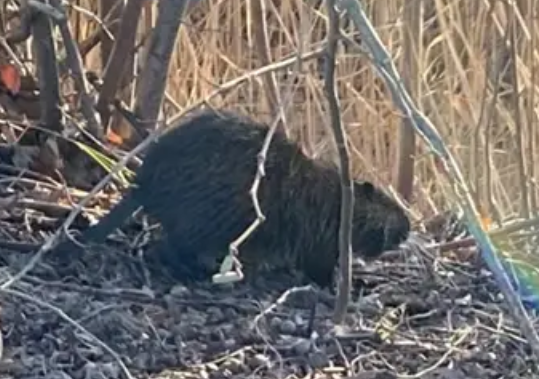- (Biologie, Wildtiere)