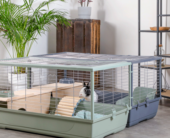 - (Haustiere, Meerschweinchen, Tiermedizin)