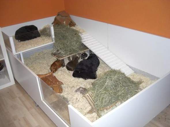 - (Haustiere, Meerschweinchen, Tiermedizin)