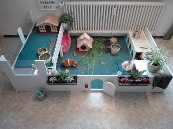 - (Haustiere, Meerschweinchen, Tiermedizin)