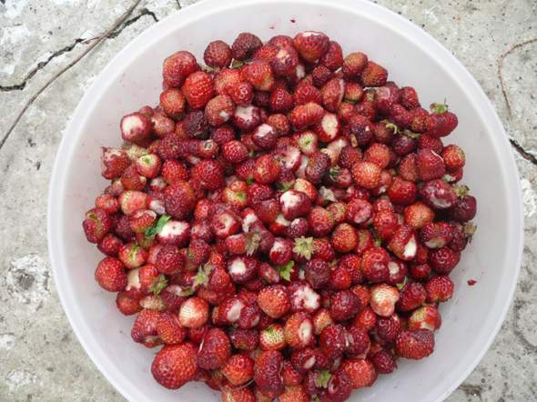 - (Obst, Früchte)