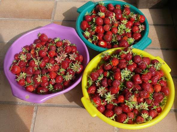- (Obst, Früchte)