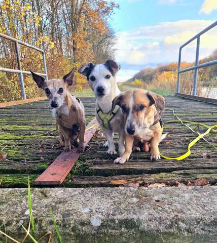 - (mischlingshund, Rassenhund)