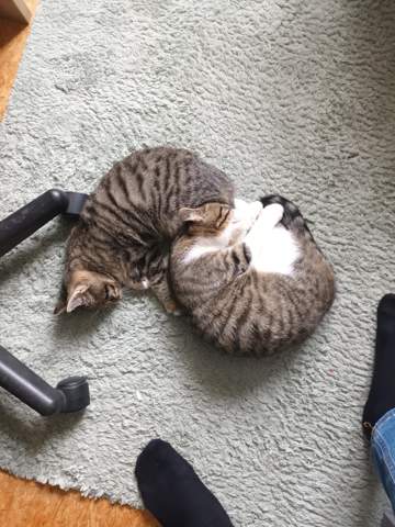 - (Tierarzt, Kater, Tierhaltung)