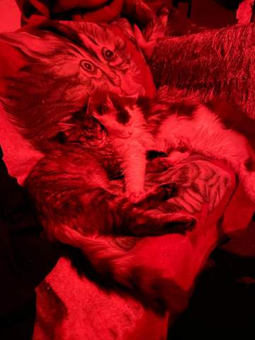 - (Katze, teenagerliebe)