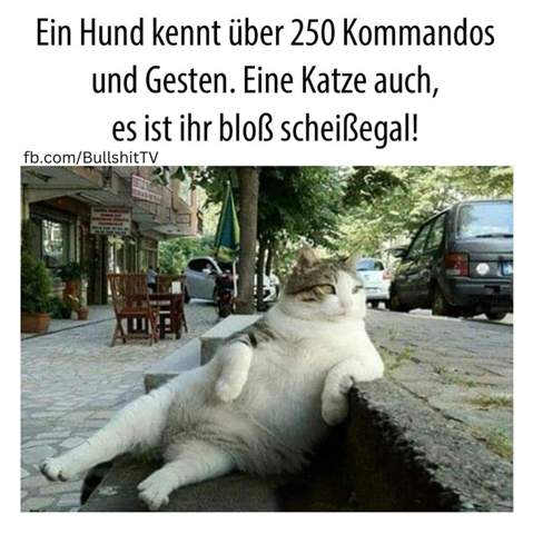 - (Kater, Tierhaltung, Katzenjunges)