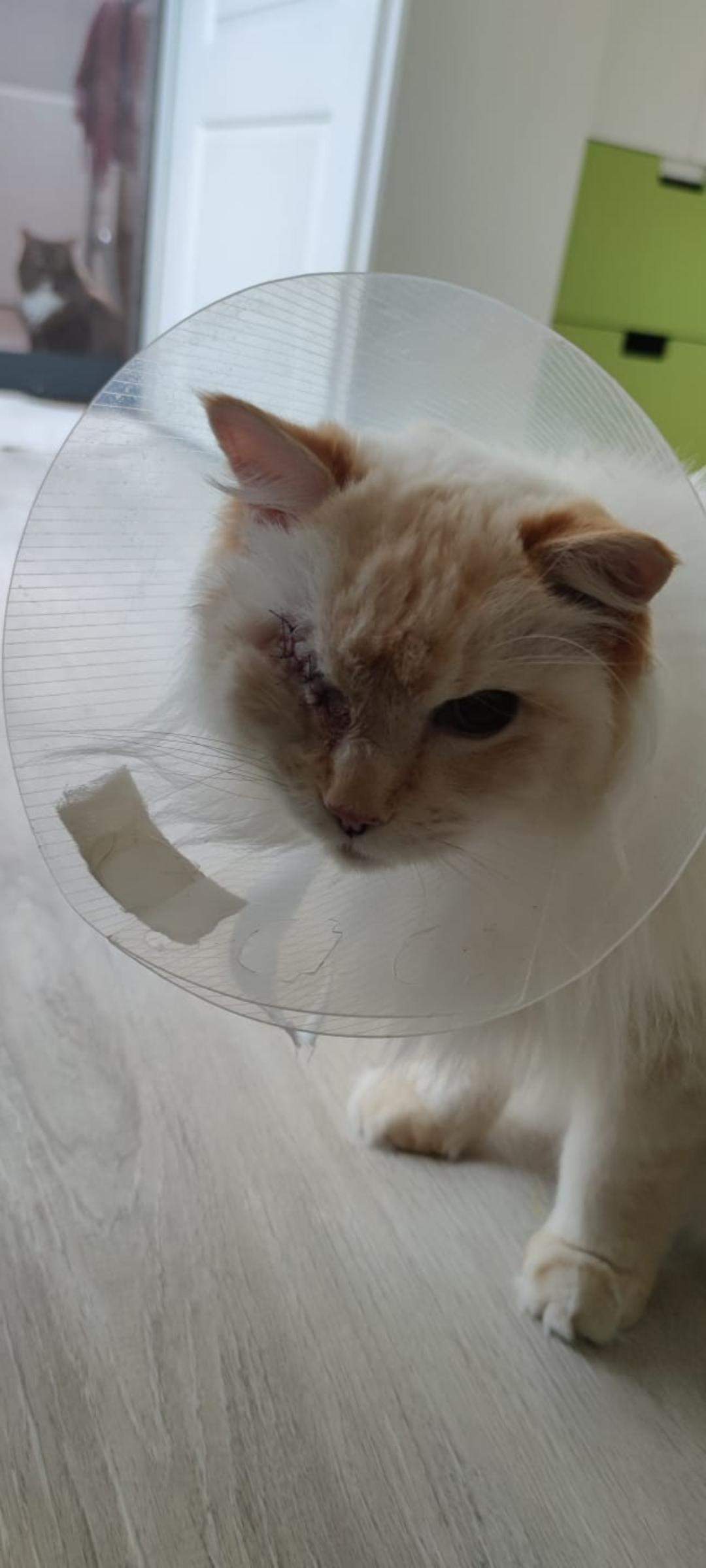 Katze Mit Halskrause Allein Lassen Halskrause bei Bindehautentzündung Katze? (Entzündung, Tierarzt, Kater)