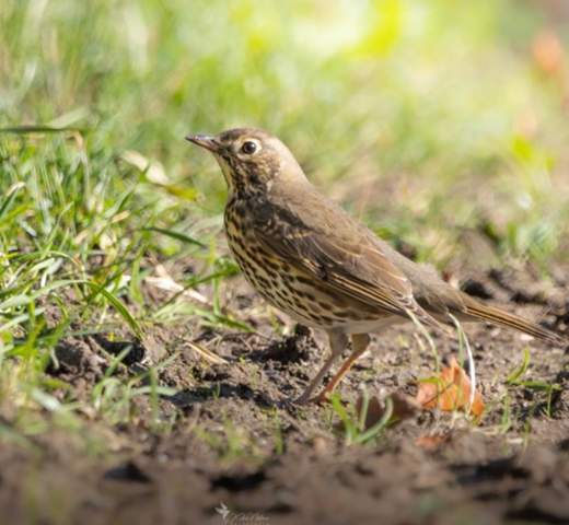 - (Biologie, Feder, Vogelart)