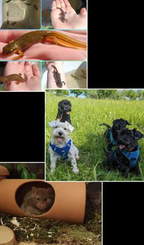 - (Tiere, Hund, Katze)