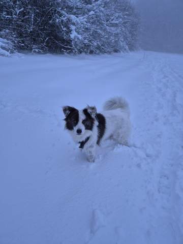 - (Tiere, Hund, Katze)
