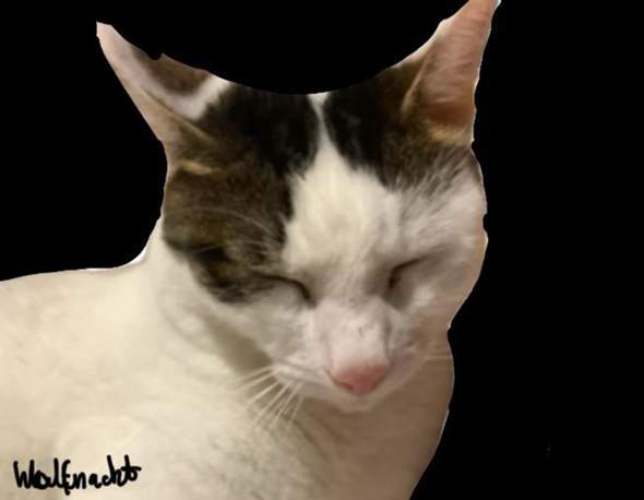 - (Tiere, Hund, Katze)