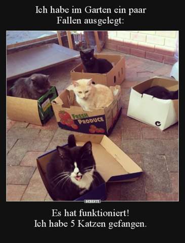 - (Tierarzt, Kater, Tierhaltung)