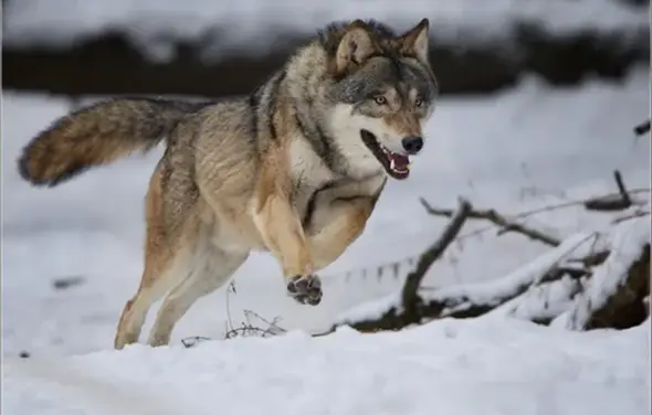 - (Wildtiere, Wolf, Wölfe)
