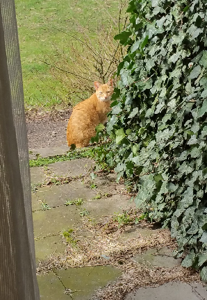 - (Hund, Katze, Name)