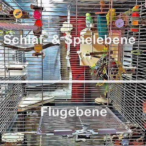 - (Haustiere, Vögel, Wellensittich)