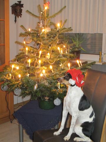 Rike - (Hund, kaufen, Haustiere)