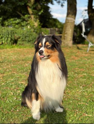 - (Biologie, Hund, Katze)