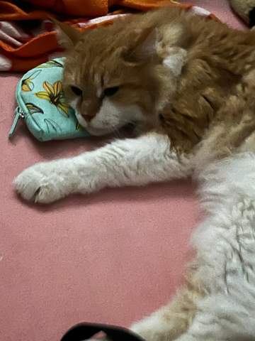 - (Katze, Tod, Spiritualität)