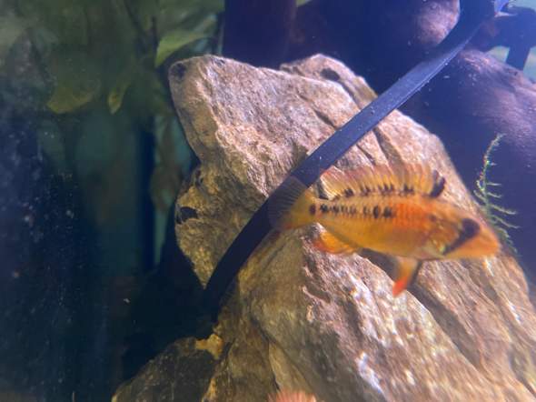 - (Aquarium, Geschlecht, Buntbarsche)