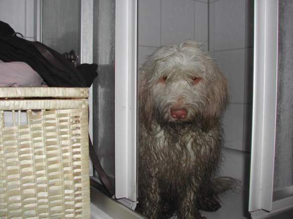 - (Tierhaltung, Hundeerziehung, Hundehaltung)
