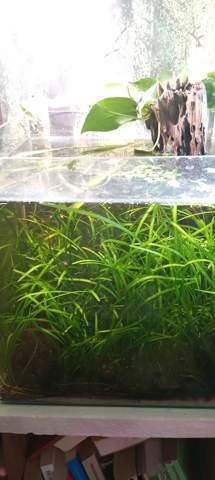 - (Wasser, Aquarium, Aquariumfische)