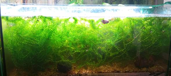 - (Wasser, Aquarium, Aquariumfische)