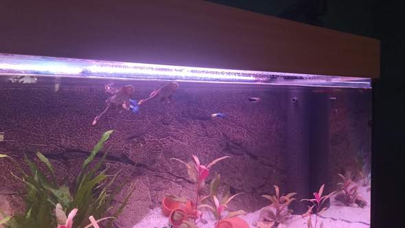 - (Wasser, Aquarium, Filter)