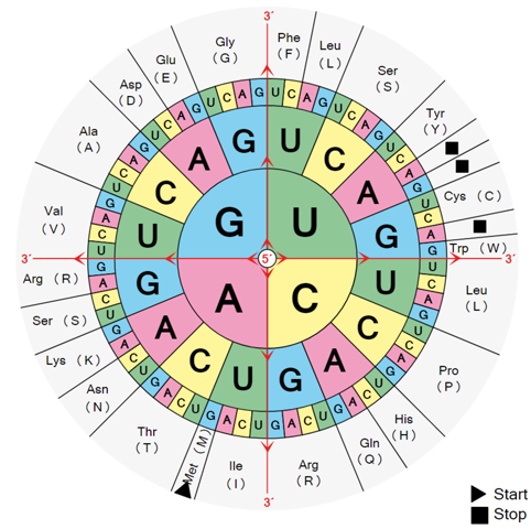 - (Biologie, Bio, Genetik)