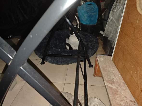 - (Hund, Katze, Natur)