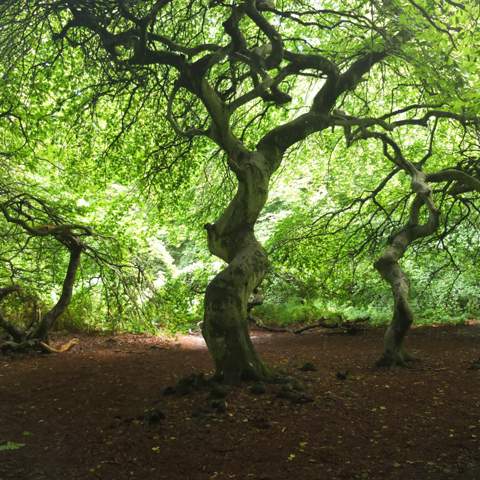 - (Pflanzen, Natur, Baum)